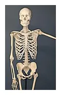 Human skeleton wikipedia