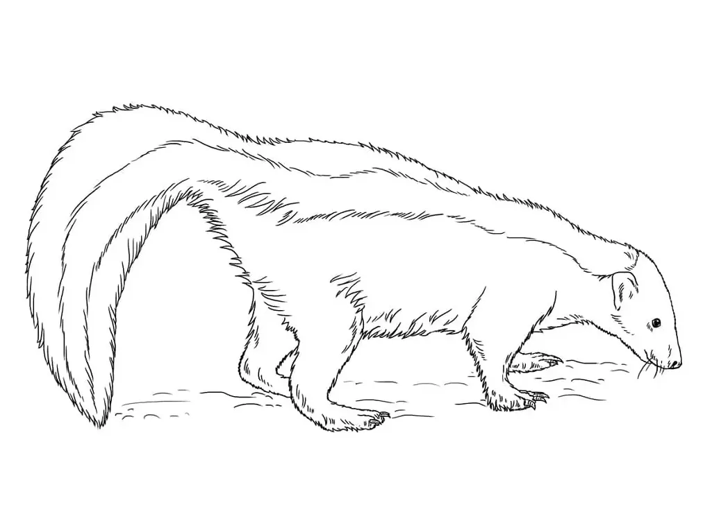 Striped skunk coloring page free printable coloring pages for kids printable coloring page