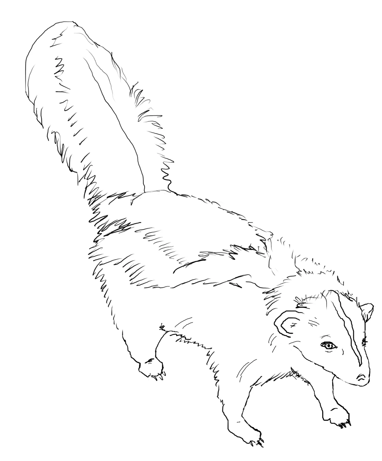Skunk coloring page printable