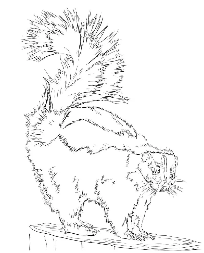 Striped skunk