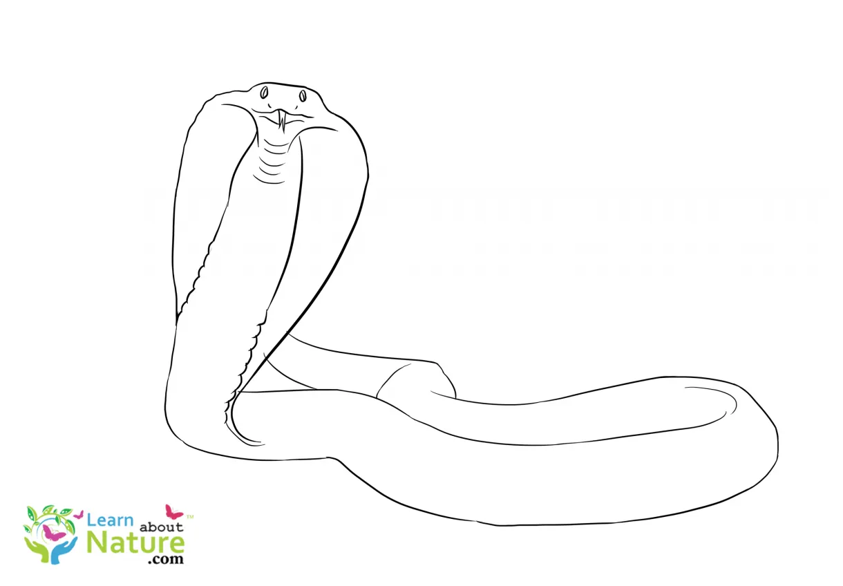 Snake-coloring-page-5 learn about nature printable coloring page