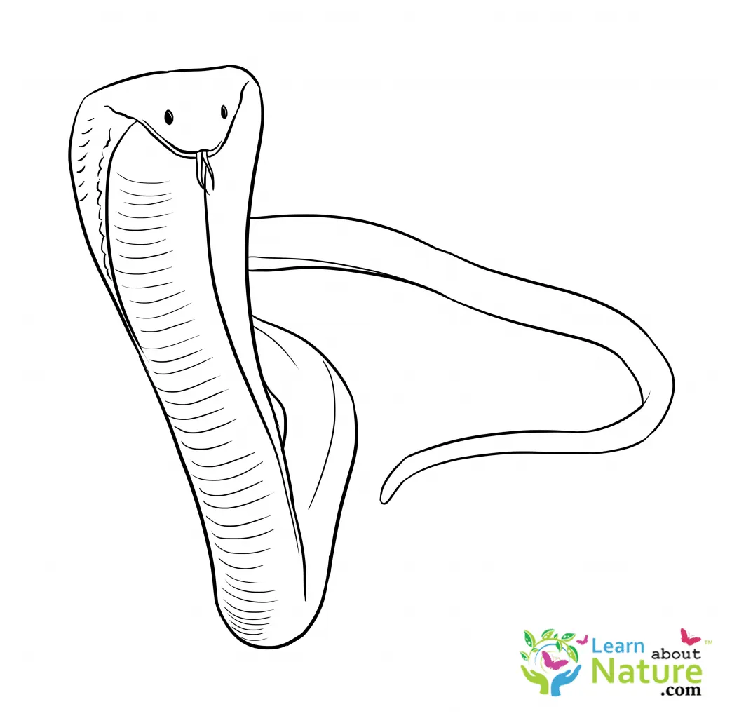 snake-coloring-page-1 - Learn About Nature