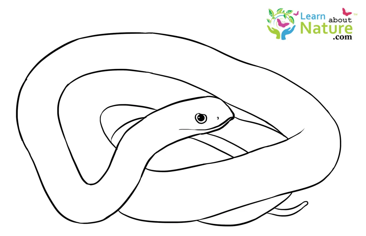 Snake-coloring-page-7 learn about nature