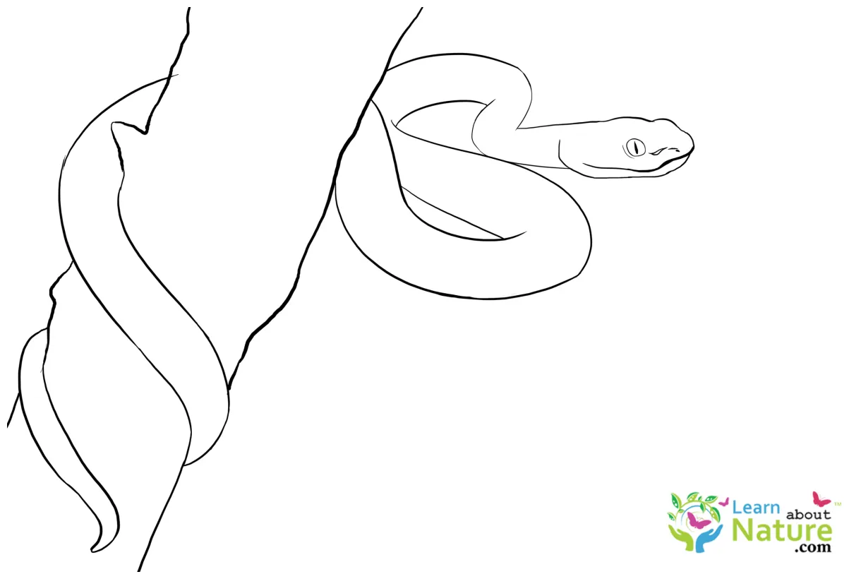 Snake-coloring-page-10 learn about nature
