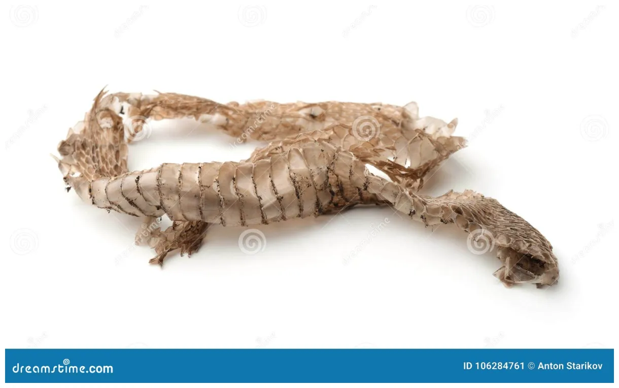Snake shedding skin s. snake shedding skin on a human hand