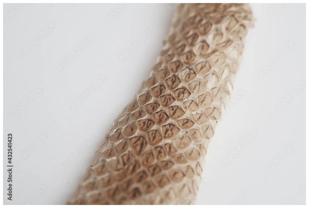 Snake shedding skin on white ,molting snake