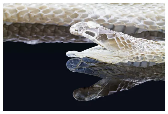 Snake shedding skin s browse 1,872 s, vectors, and