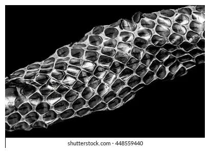 2+ thousand snake shedding skin royalty-free s, s printable coloring page