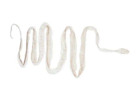 Snake shedding skin s browse 1,872 s, vectors, and