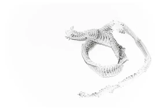 Snake shedding skin s browse 1,872 s, vectors, and printable coloring page