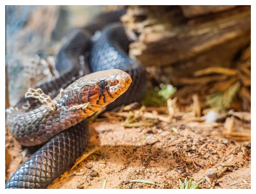 Snake shedding skin s browse 1,872 s, vectors, and