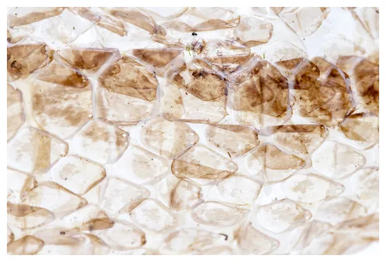 Snake shedding skin s browse 1,872 s, vectors, and