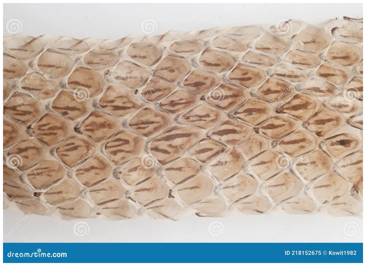 Snake shedding skin s. snake shedding skin on a human hand