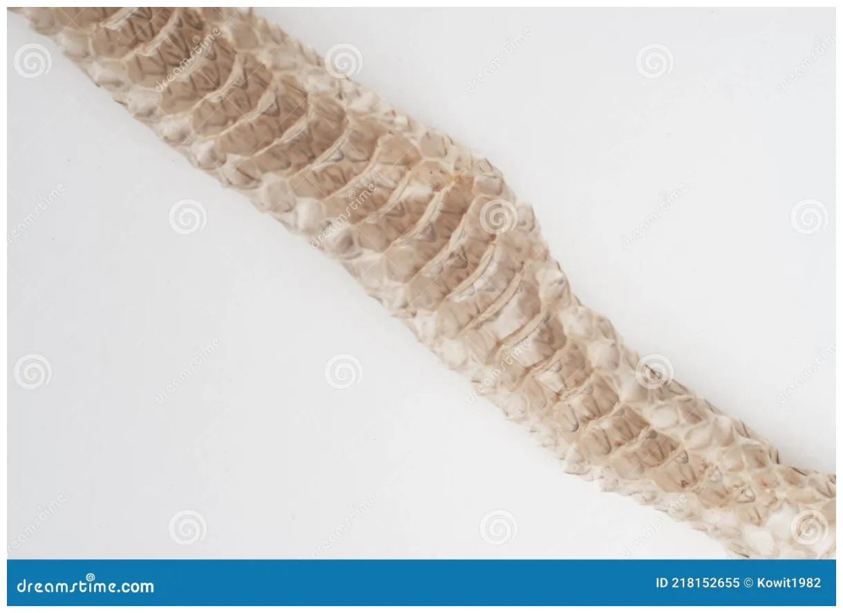 Snake shedding skin s. snake shedding skin on a human hand