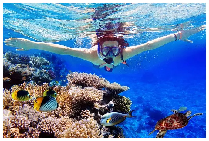 Bali Menjangan Island Snorkeling Day Tour 2024 - Ubud - Viator