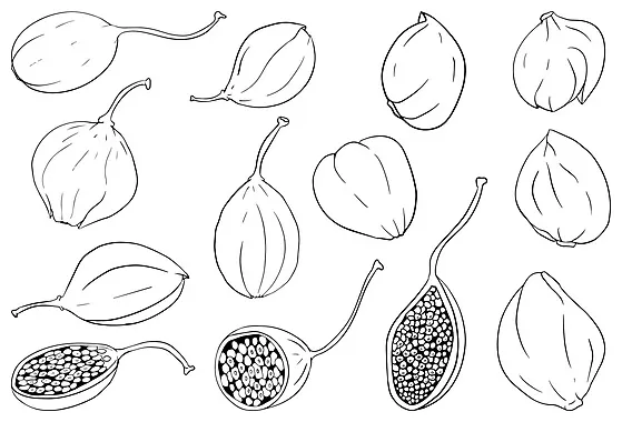 Spice coloring page png transparent s vector files