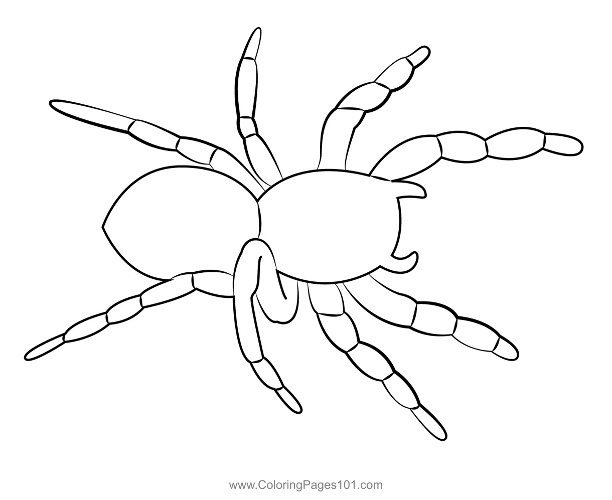 Male for kids free spiders printable coloring