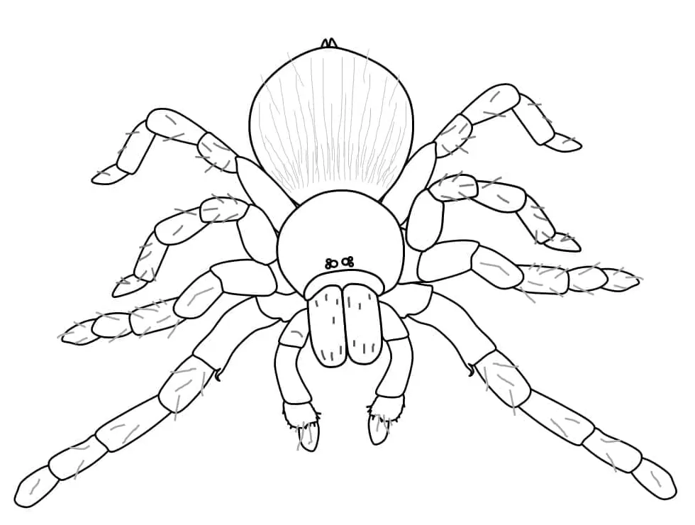 Spider for free coloring page download, print or color online for free