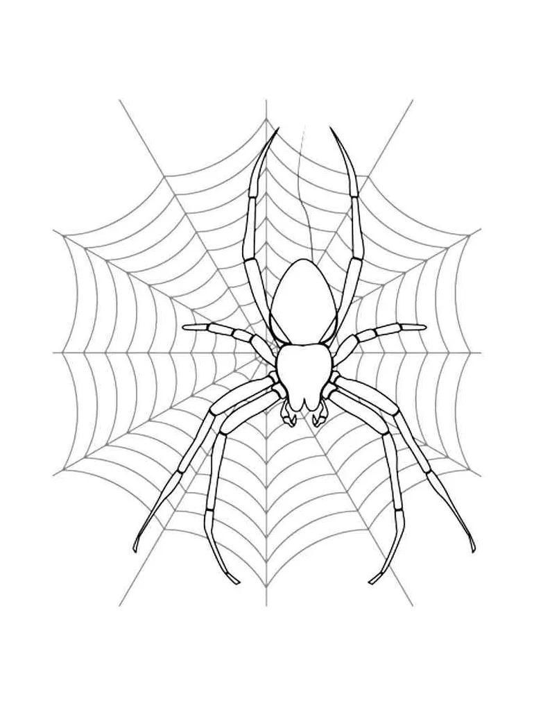 Spider spinning web coloring page printable coloring page