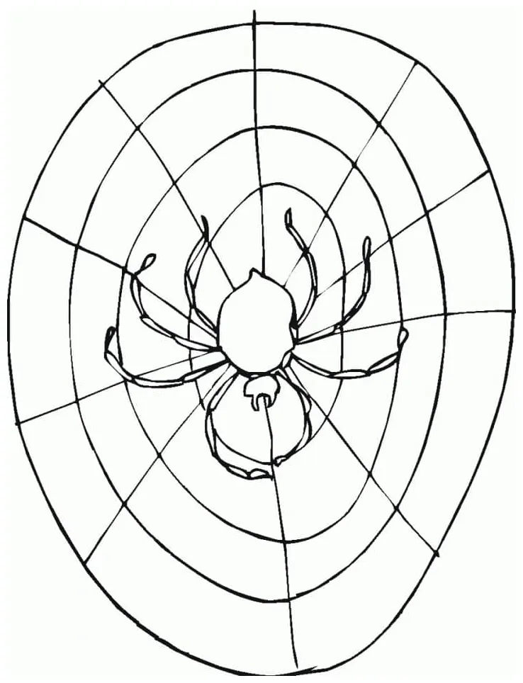 A spider on spider web coloring page download, print or color online