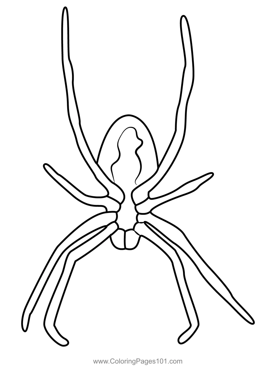 Spider with web coloring page for kids free spiders printable