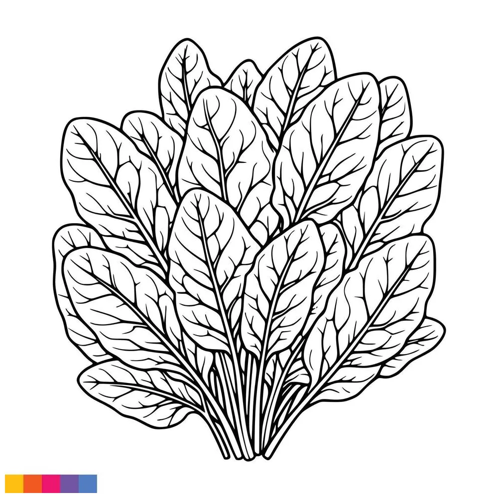 Coloring pages for kids spinach coloring pages 50102434 vector art at