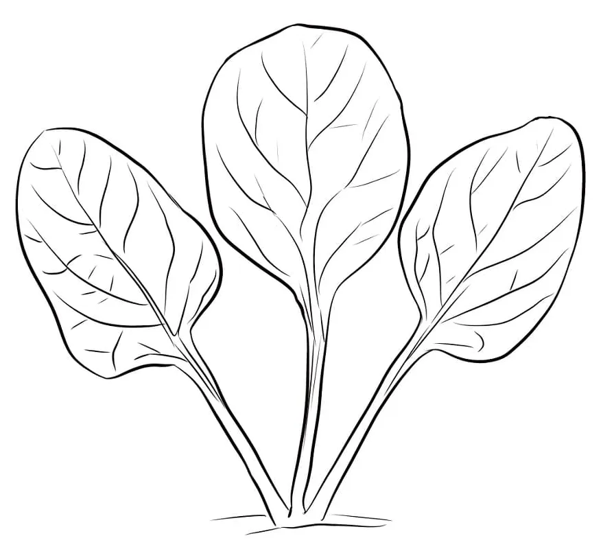 Spinach leaves coloring pages coloring cool