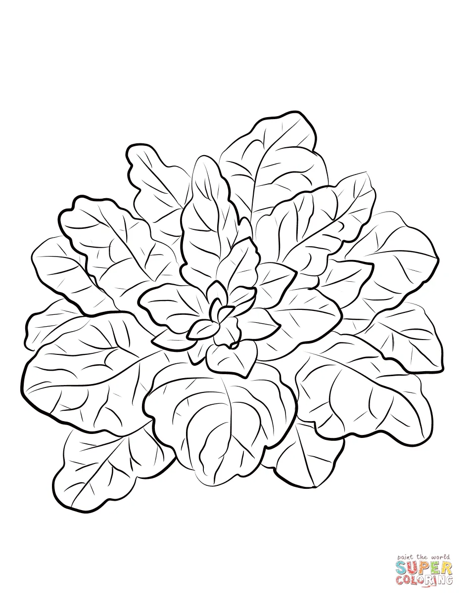 Spinach coloring page free printable coloring pages