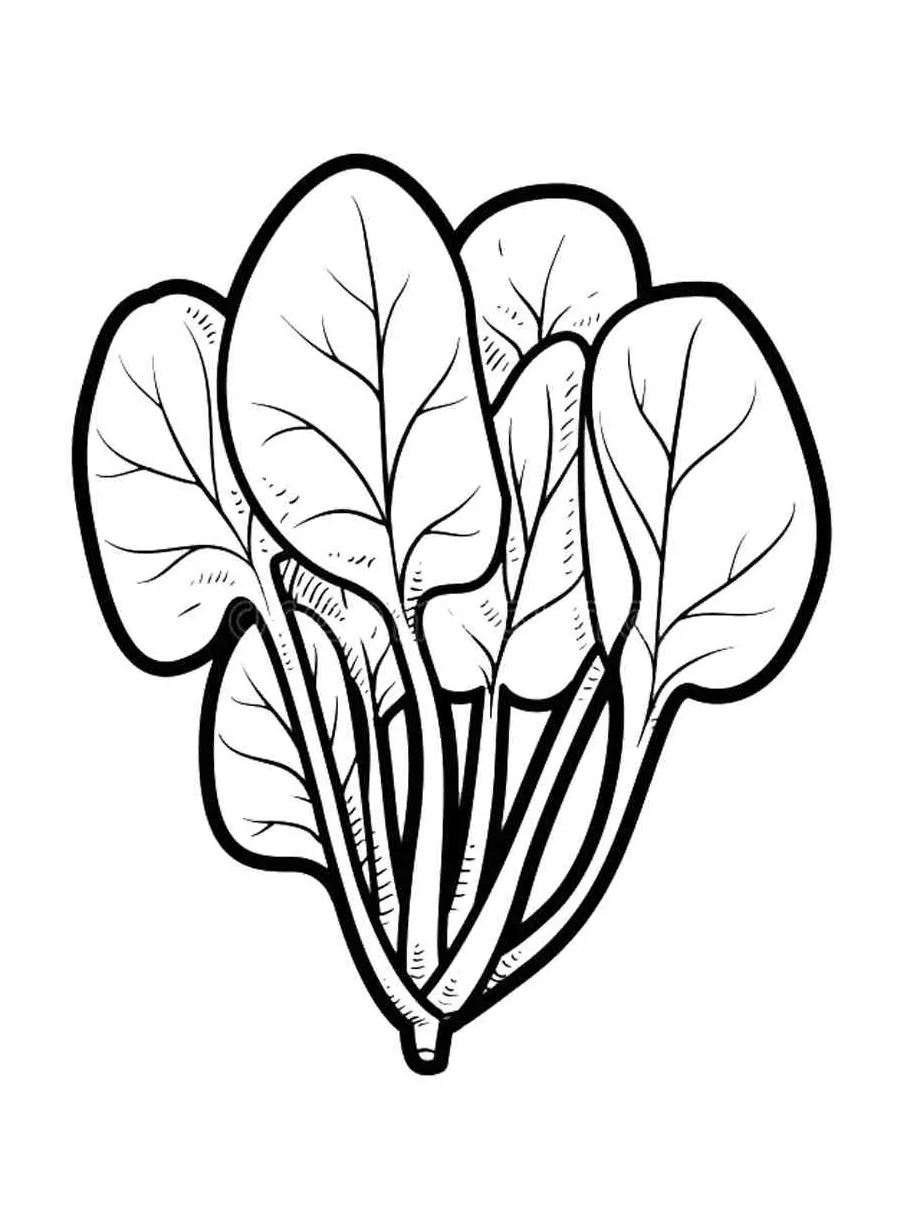 Spinach coloring pages