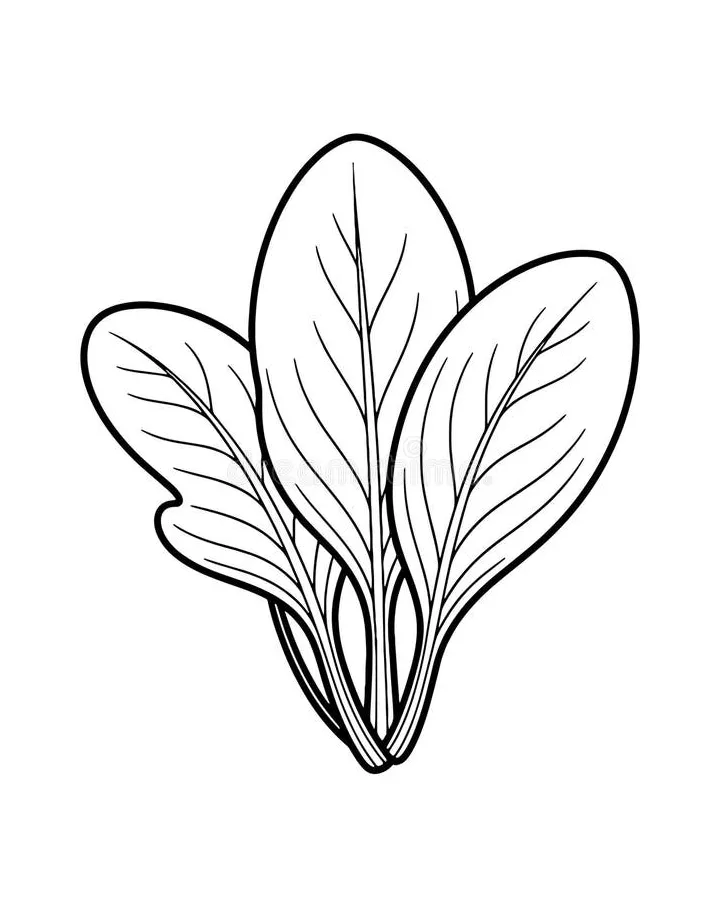 Spinach coloring page stock illustrations 44 spinach coloring page
