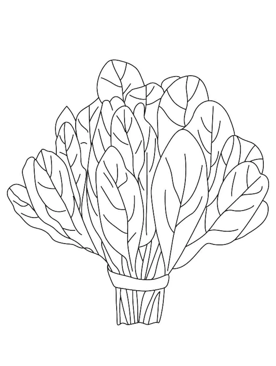 Spinach coloring pages