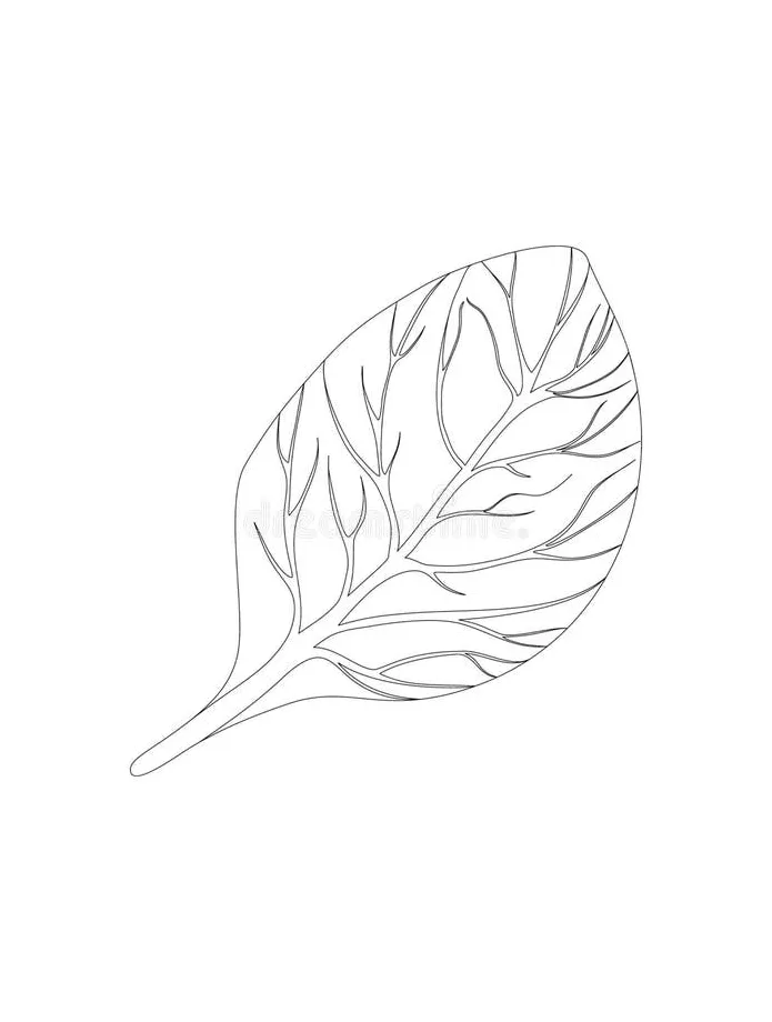 Spinach coloring stock illustrations 56 spinach coloring stock