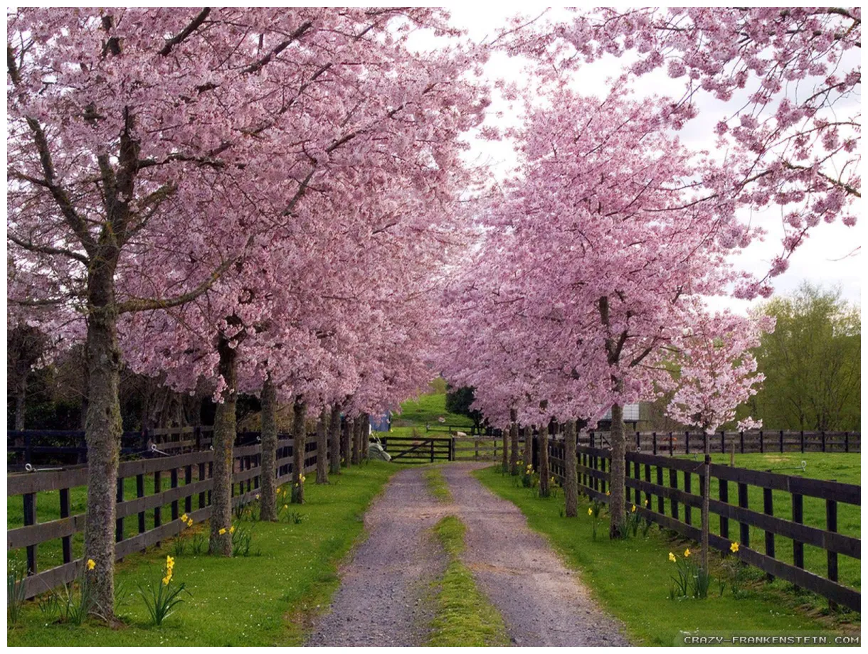 Bing spring s top free bing spring s access