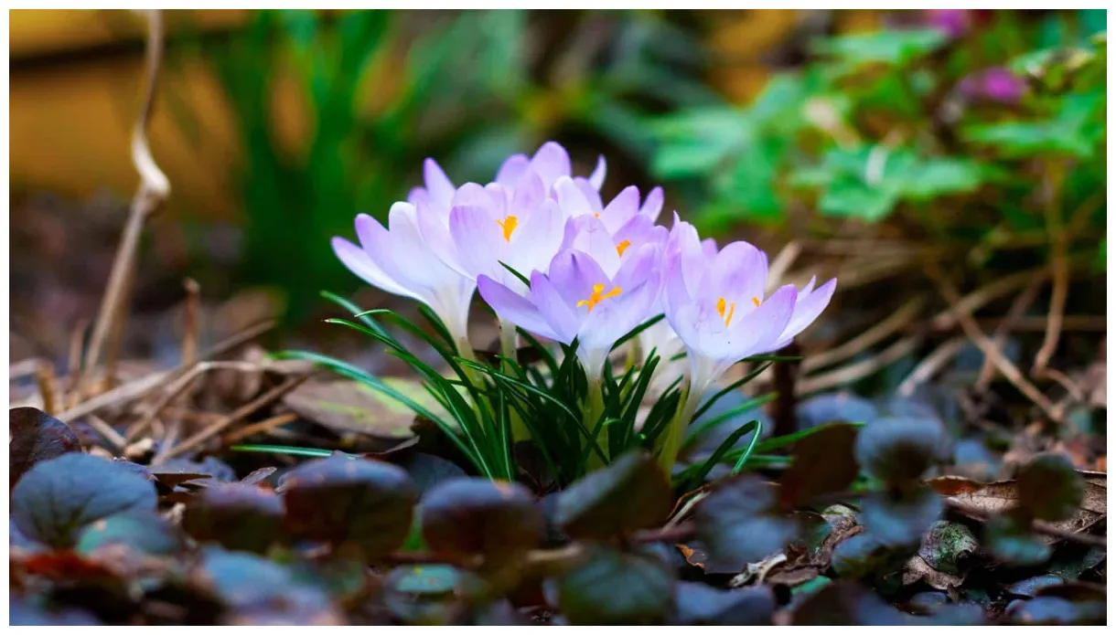 Spring pixelstalk printable coloring page