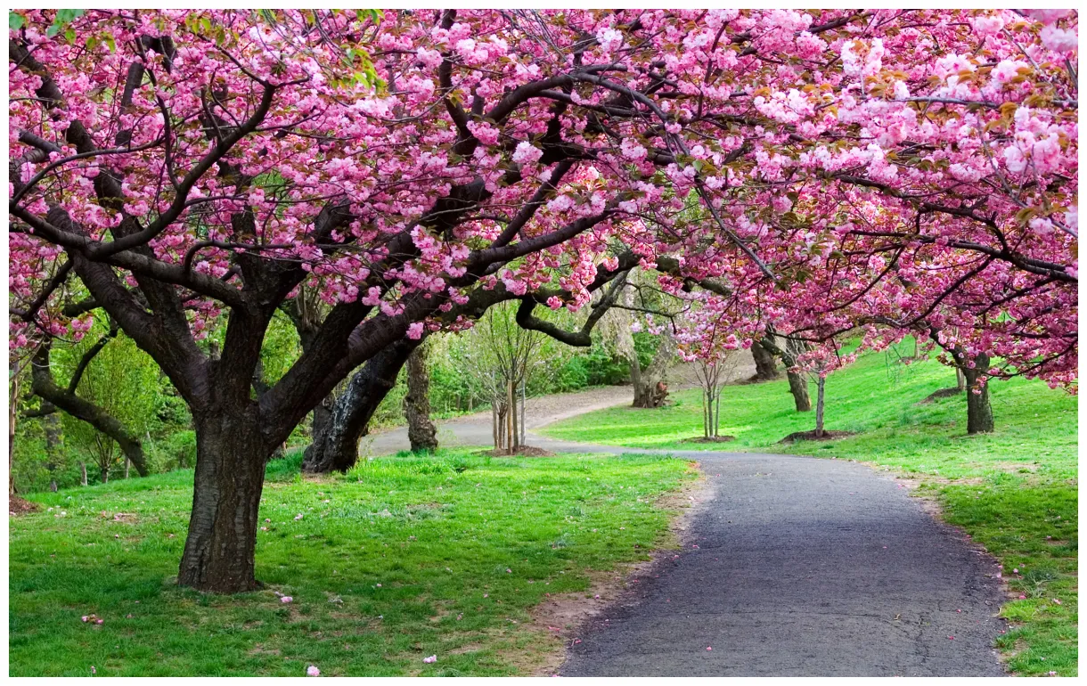 Beautiful spring flowering tree s and s s
