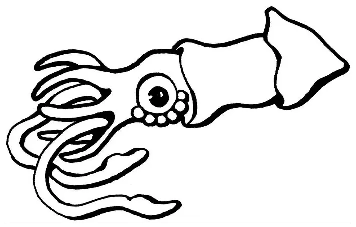Squid coloring page & coloring book. squid time!
