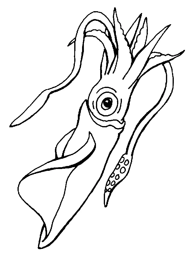 Squid coloring page animals town free squid color sheet