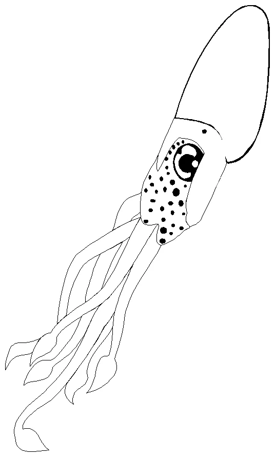 Squid coloring page - Animals Town - animals color sheet - Squid