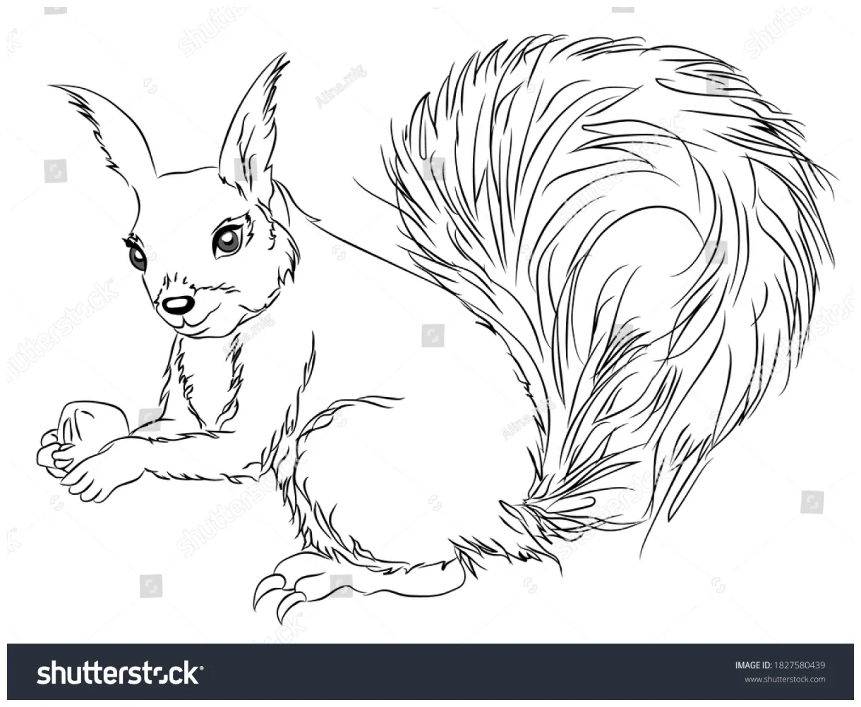 Squirrel sits nut coloring page vector stock vector printable coloring page