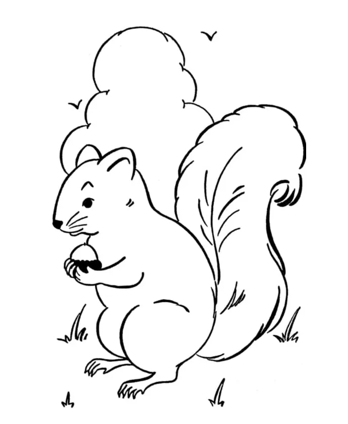 Squirrel with a Nut coloring page - Download, Print or Color Online for