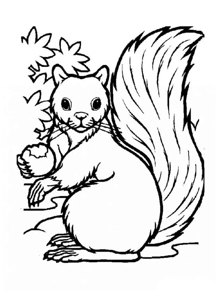 Squirrel and a nut coloring page download, print or color online for free