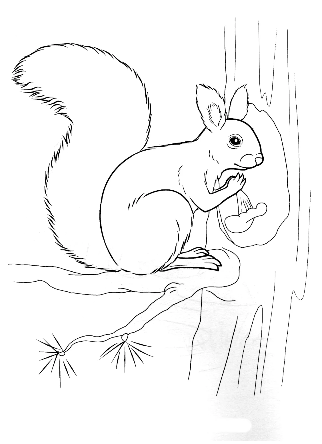 Coloring page squirrel holding a nut