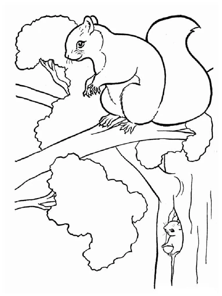 Squirrels in the tree coloring page download, print or color online
