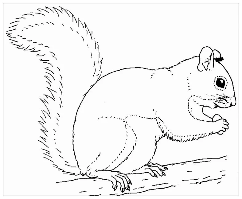 Squirrel on a tree coloring page coloringbay
