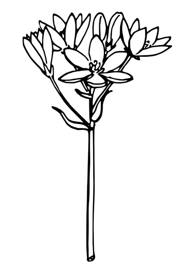 Coloring page star of bethlehem free printables img 27313
