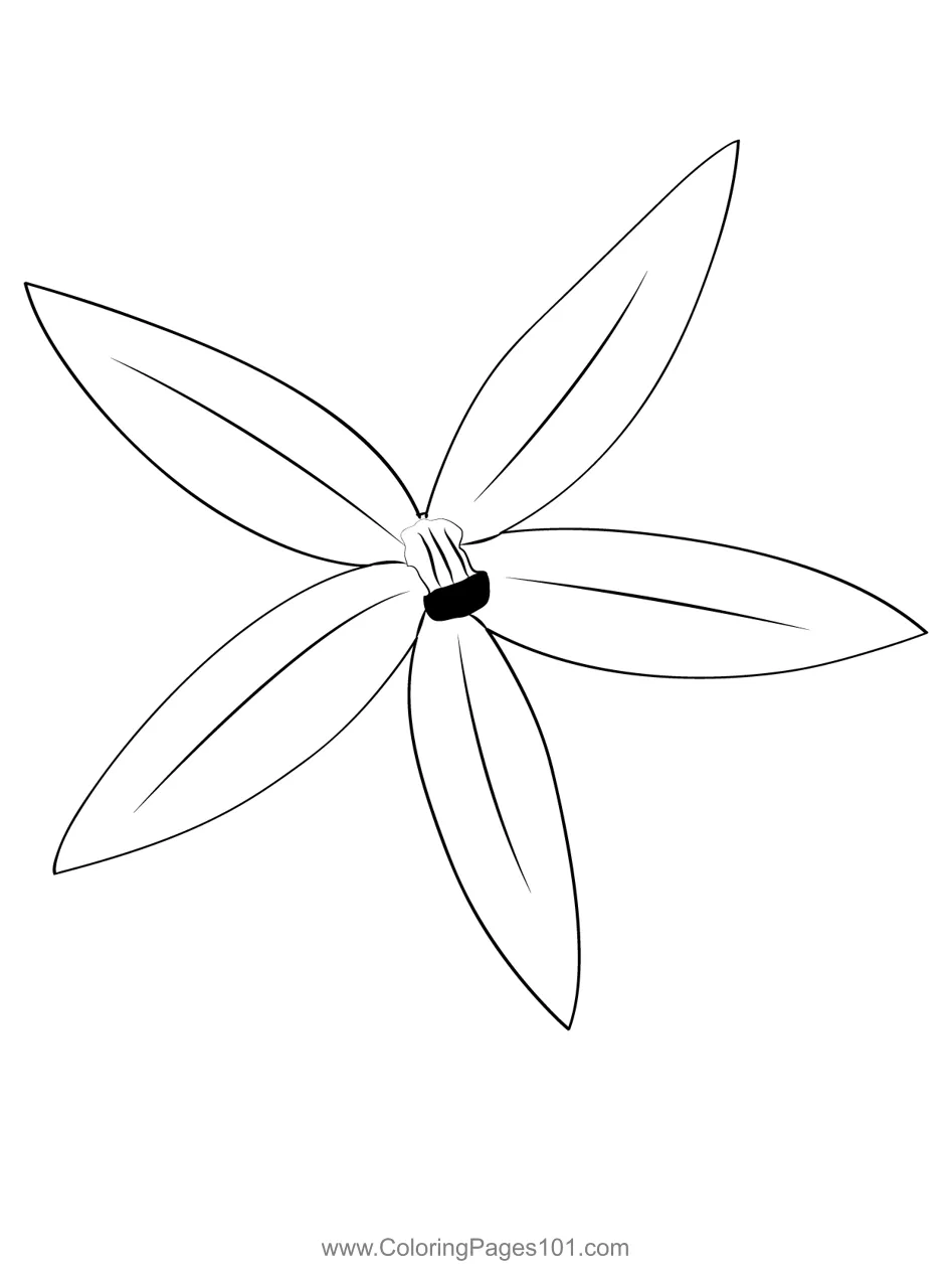 Star of bethlehem flower coloring page for kids free star of