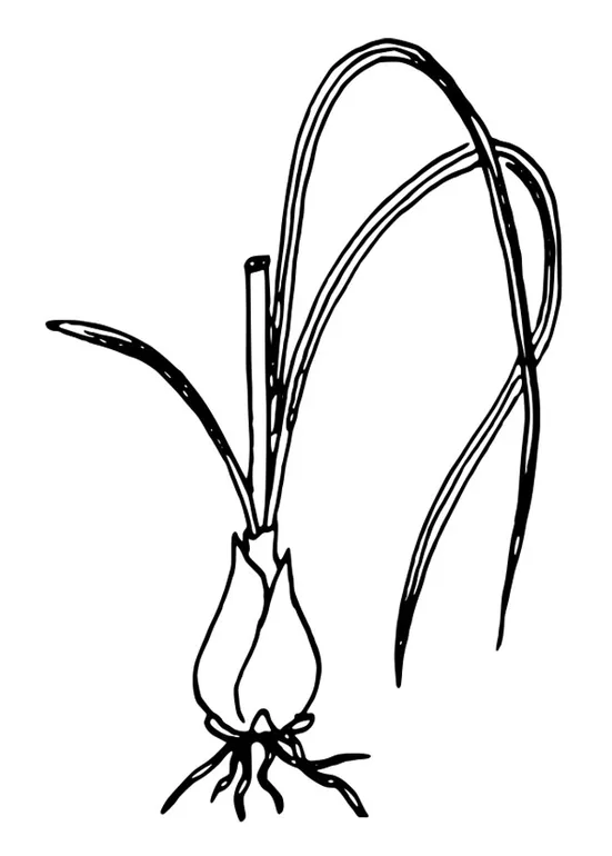 Coloring page star of bethlehem free printables img 27292 printable coloring page