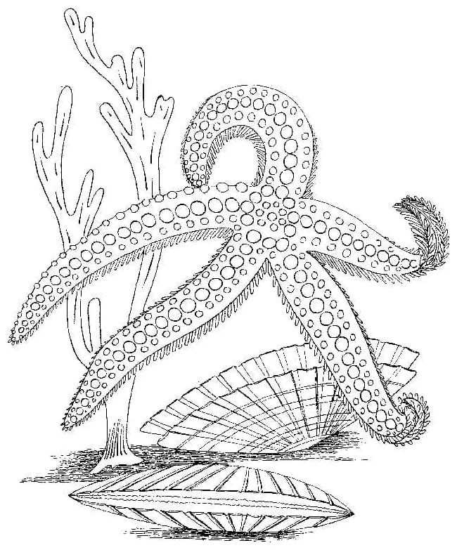 Starfish sheet 2 coloring page download, print or color online for free