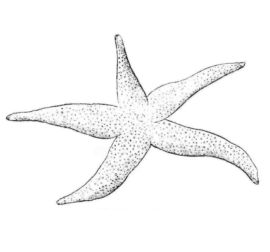 Starfish coloring pages coloringlib