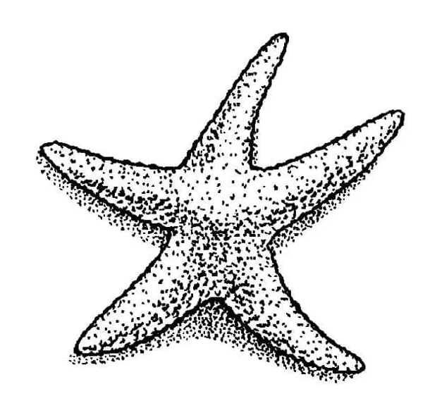 Starfish free coloring page download, print or color online for free